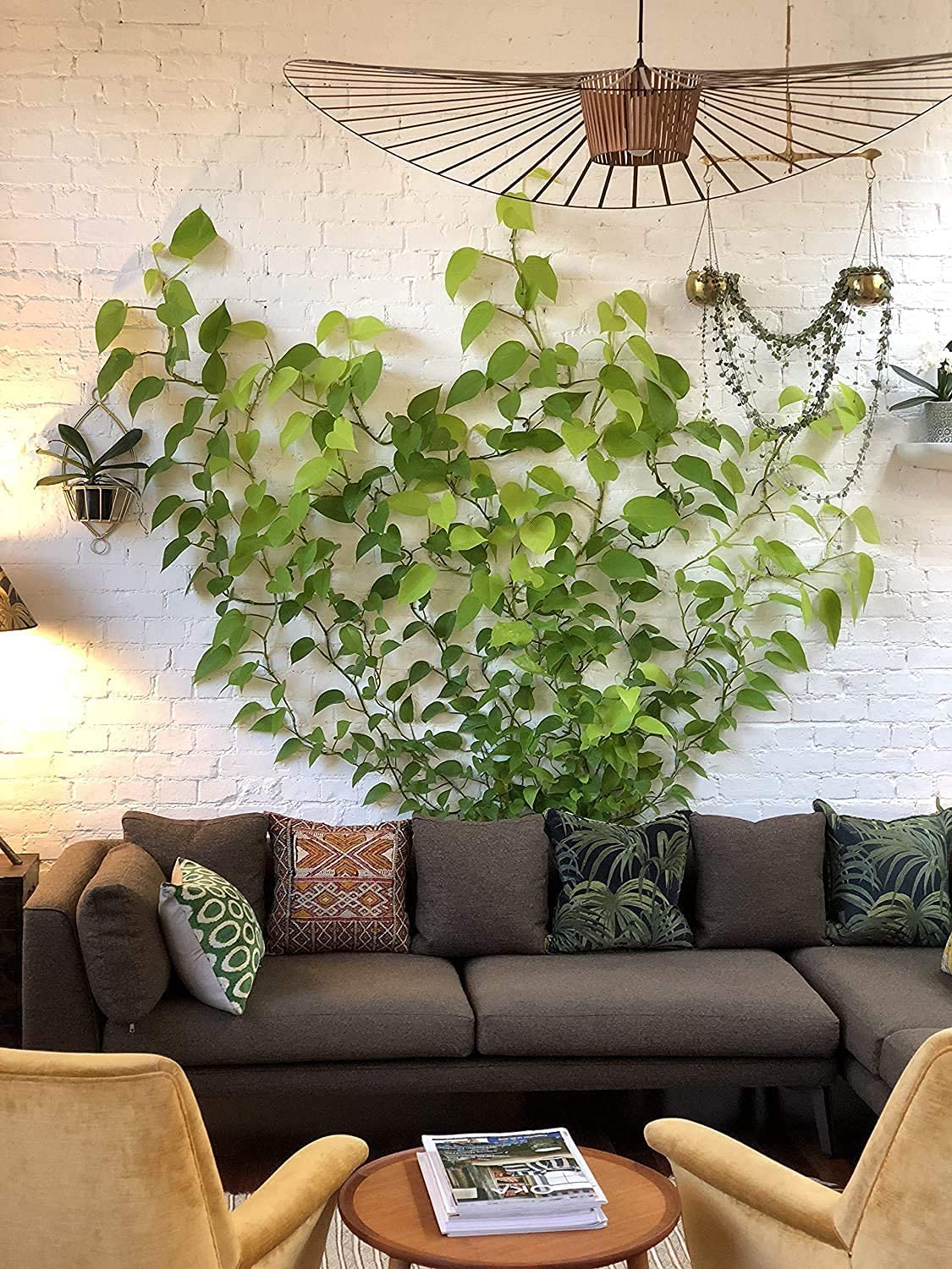 HASTHIP Wall Fixture Clips for Plant Climbing 50Pcs Vine Plant Climbing Wall Fixer Self-Adhesive Hook, Wall Vines Fixture Wall Hook Vines Climbing Clip for Home (White) HASTHIP Wall Fixture Clips for Plant Climbing 50Pcs Vine Plant Climbing Wall Fixer Self-Adhesive Hook, Wall Vines Fixture Wall Hook Vines Climbing Clip for Home (White)